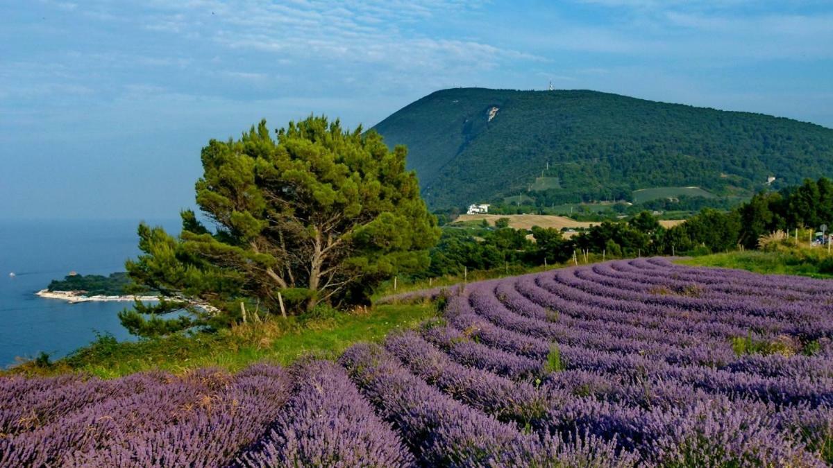 La Violetta Villa Camerano Bagian luar foto